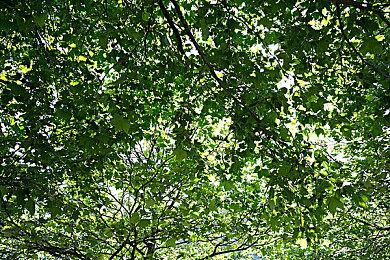 《塞伯利亚之谜：之前的世界》4月1日正式发售 支持简体中文